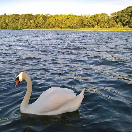 Naturstammhaus Tollensesee *