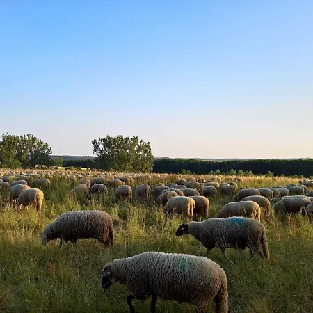 Naturstammhaus Tollensesee Groß Nemerow