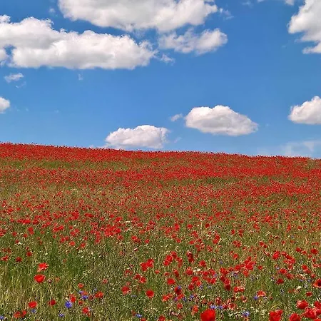 Naturstammhaus Tollensesee Chalet *