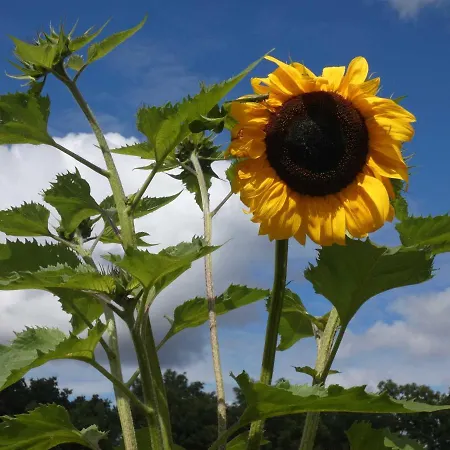 Naturstammhaus Tollensesee *