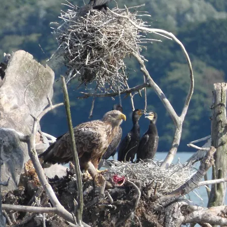 Naturstammhaus Tollensesee